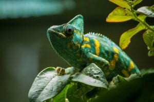 chameleon-green