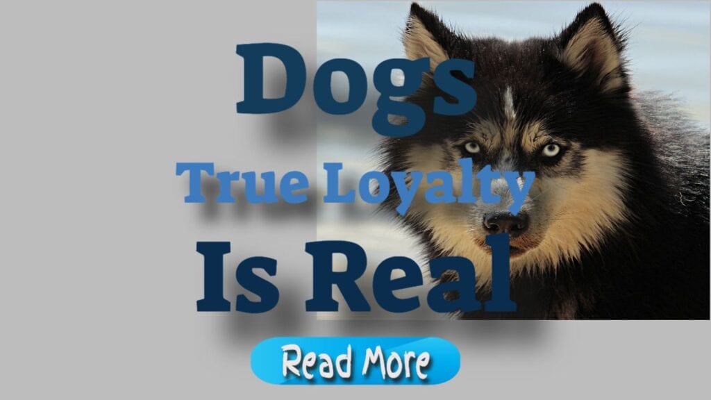 dogs true loyalty is real