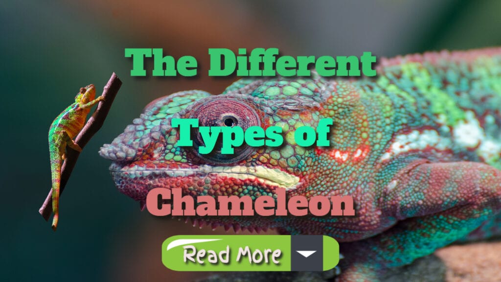 the different types of chameleons