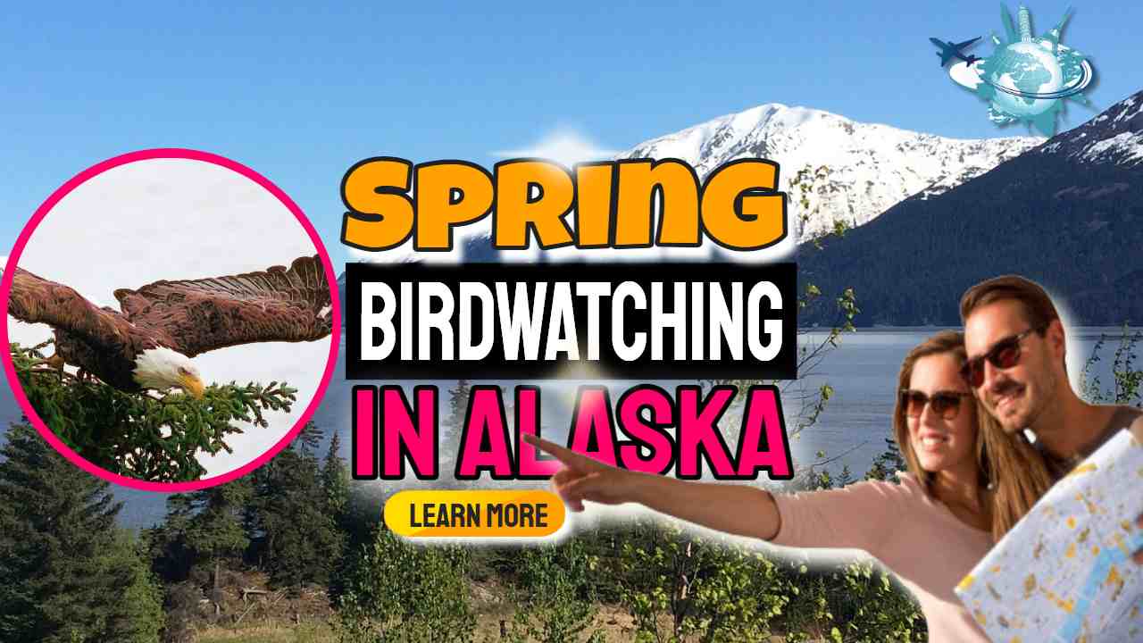 Image text: "Spring Birdwatching in Alaska".