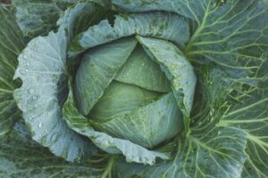 cabbage-
